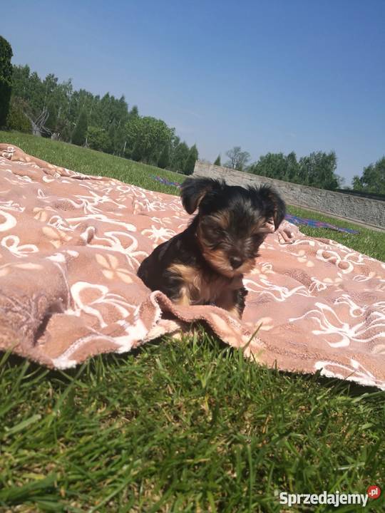 york mini Konin sprzedam