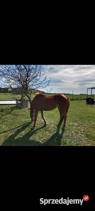 Sprzedam klacz profesor opolskie Ligota Turawska