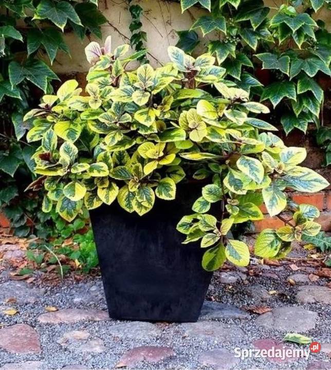 DONICA ARTSTONE kwadratowa czarna kamienna Kraków