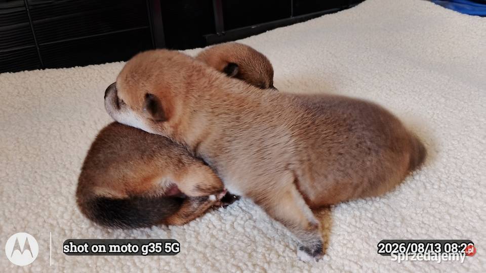 Rezerwacje na dwoje szczeniąt rasy Shiba Inu lubelskie Bychawka Trzecia