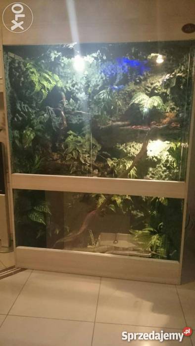Terrarium z legwanem zielonym odmiana red opolskie sprzedam
