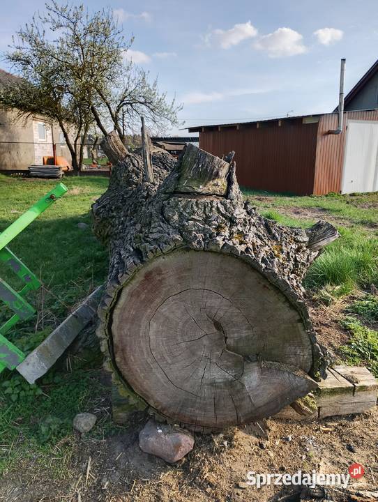 Kłoda dębowa sucha Janowiec Wielkopolski