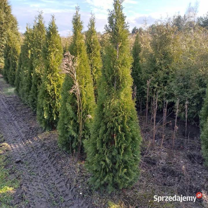 Tuja Szmaragd Thuja occidentalis Smaragd 140160 mazowieckie Grójec