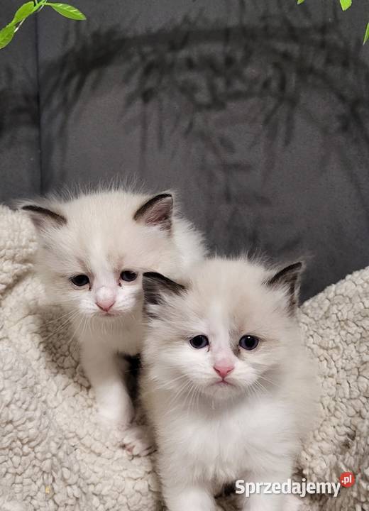 Ragdoll dwaj bracia bicolor Piorunówek sprzedam