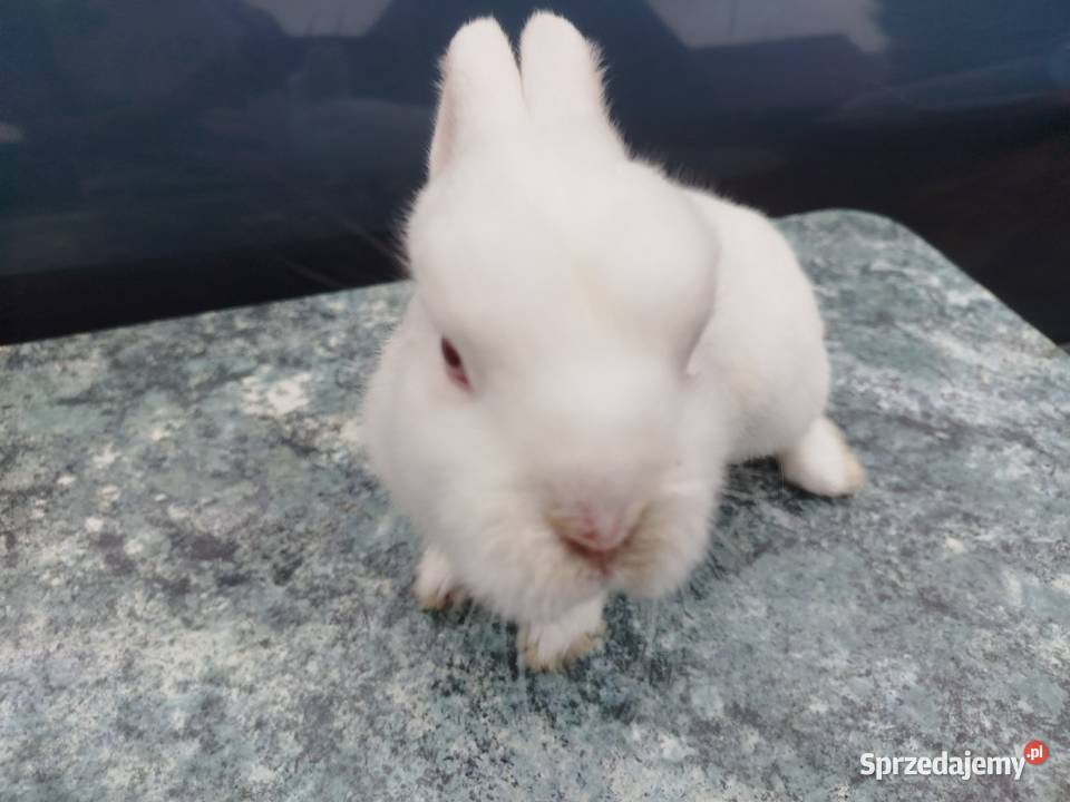 Hermelin czerwnooki Gryzonie Białkowo