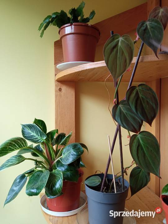 Piękne syngonium 10 i nie Białystok