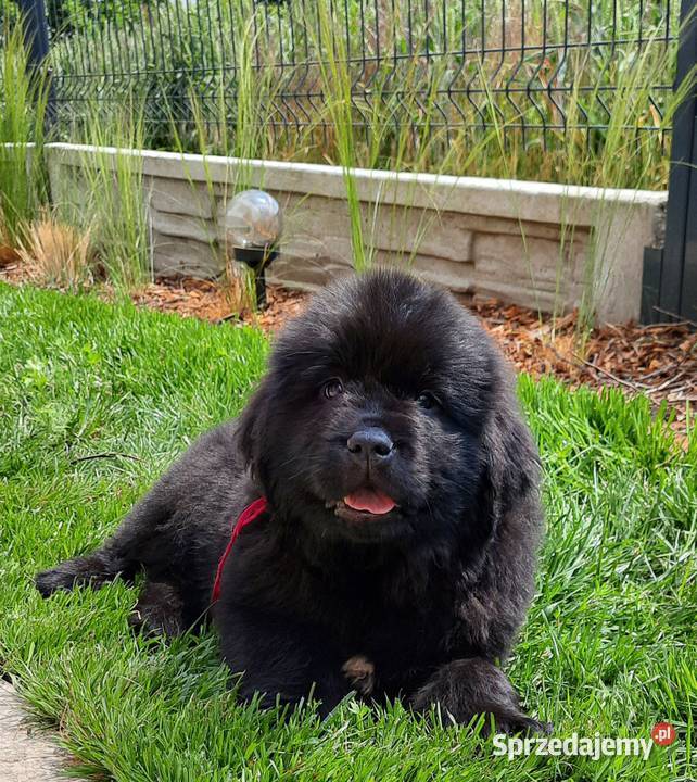 Szczeniaki Nowofundland Wodołaz ZKWP FCI