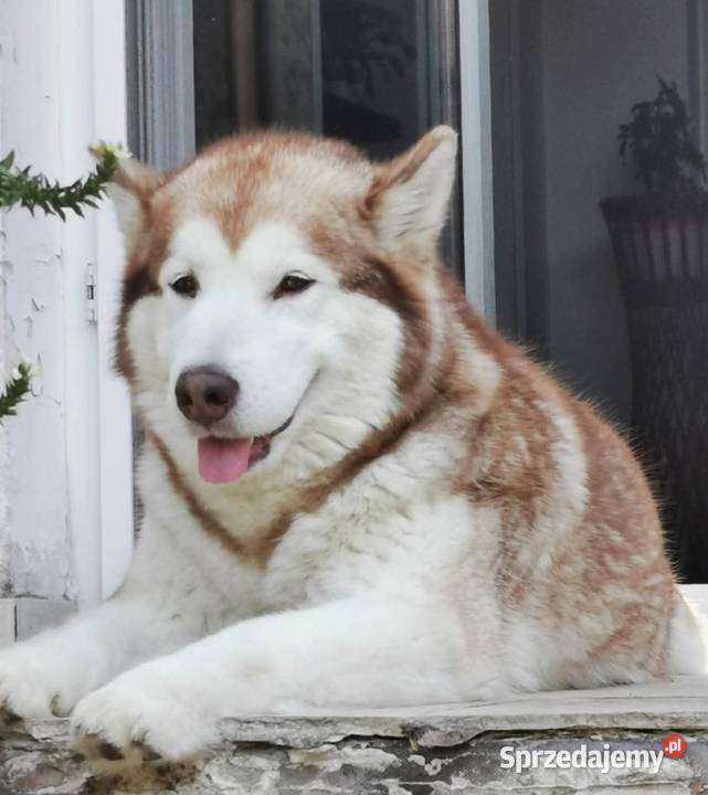 Alaskan Malamute jesień 2026 Arctic Challenge