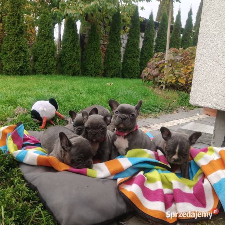 Piesek suczka Buldog francuski niebieski BLUE podkarpackie Padew Narodowa