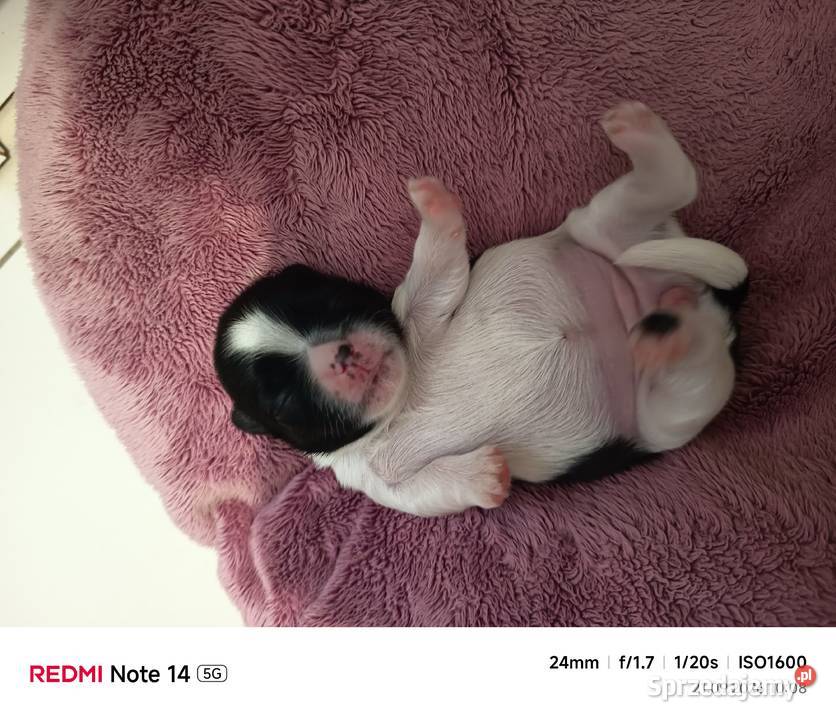 Suczka Shihtzu Gorlice