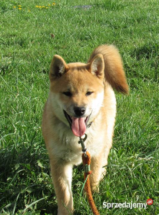 Shiba trzy pieski i suczka wszystkie czerwone Bychawka Trzecia