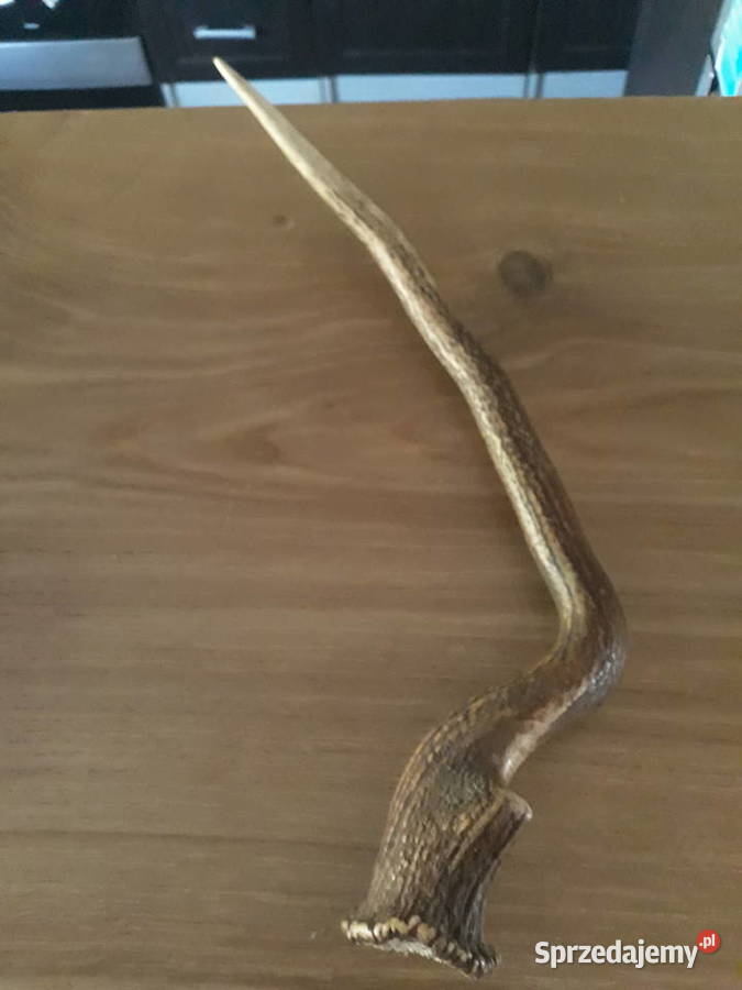 Poroże jelenia zrzuty zachodniopomorskie Węgorzyno