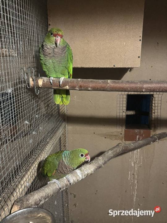 Amazonki niebieskoczelne pąsowe białoczelne Pińczów