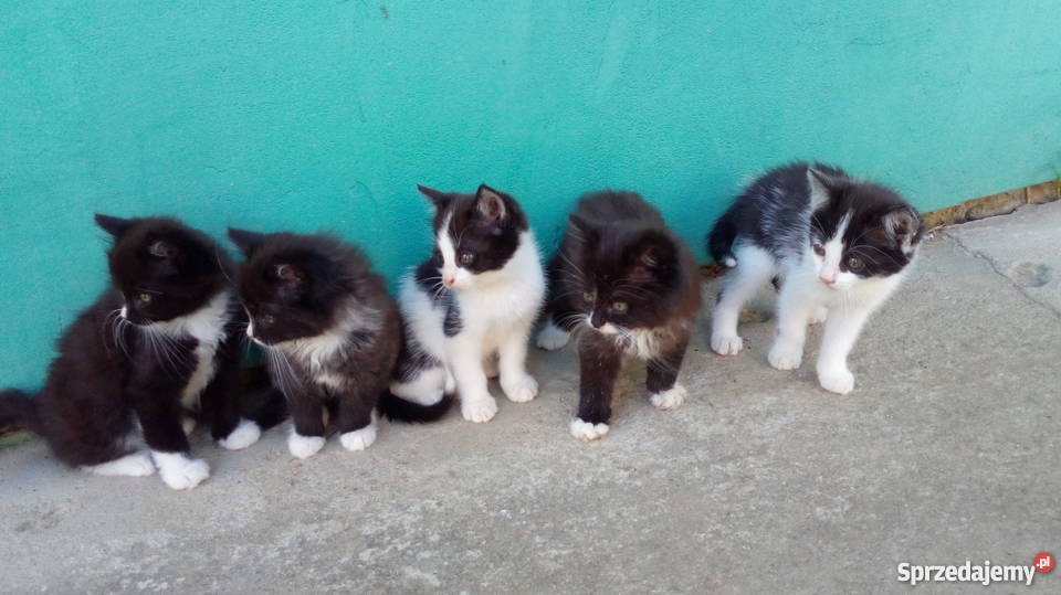 oddam małe kotki małą odpłatnością Pozostałe Ropczyce
