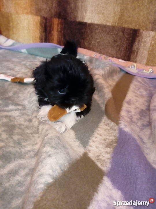 Szczeniaki Shih Tzu lubelskie Kraśnik sprzedam