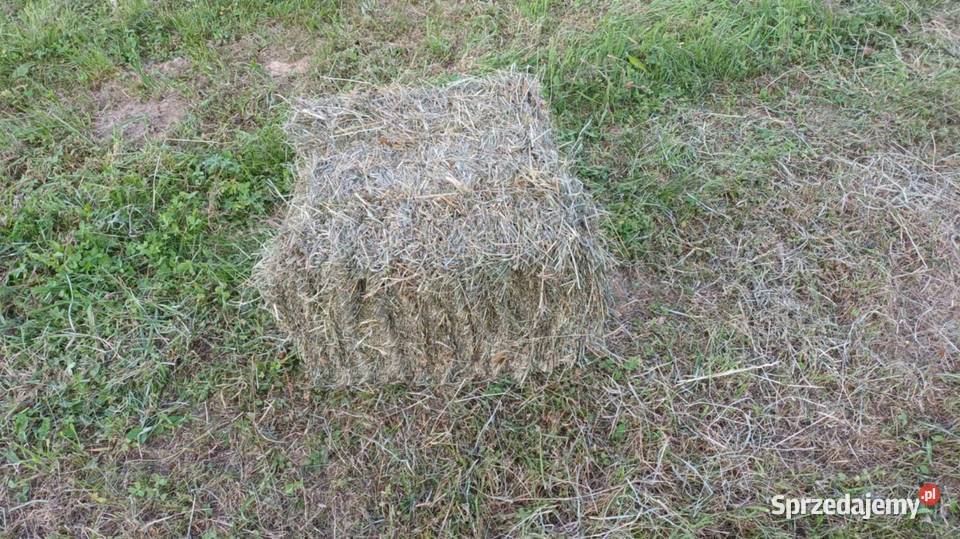 Siano z koniczyną 2025 Trawy, słoma Lubzina