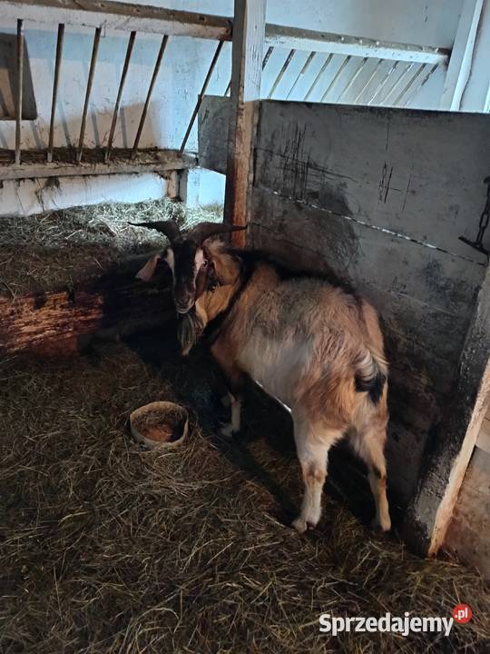 Sprzedam dwa ładne capy