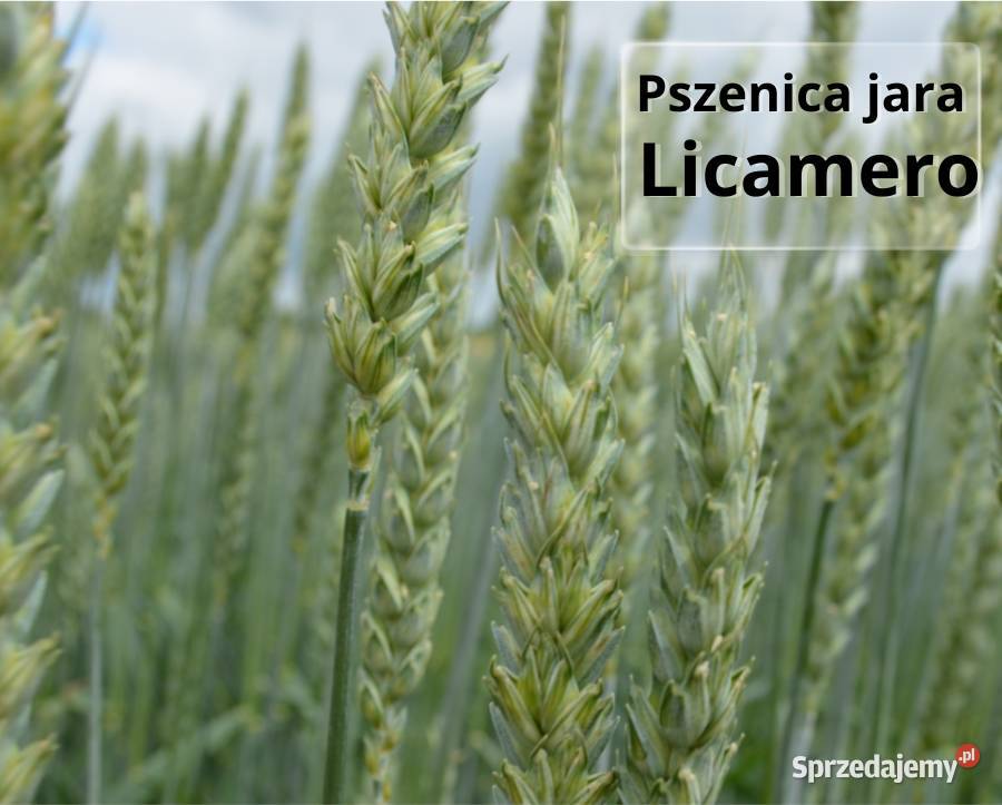 Pszenica jara kwalifikowana C1 Licamero Radom