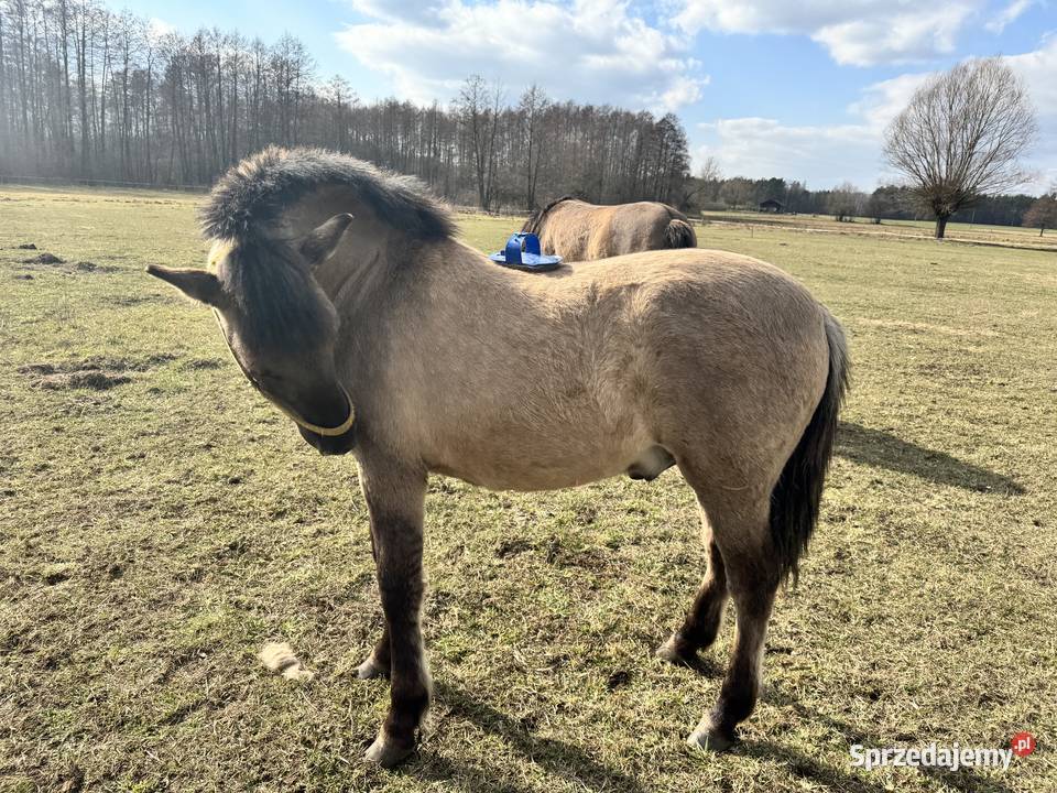 Konik Polski ogier źrebak odsadek