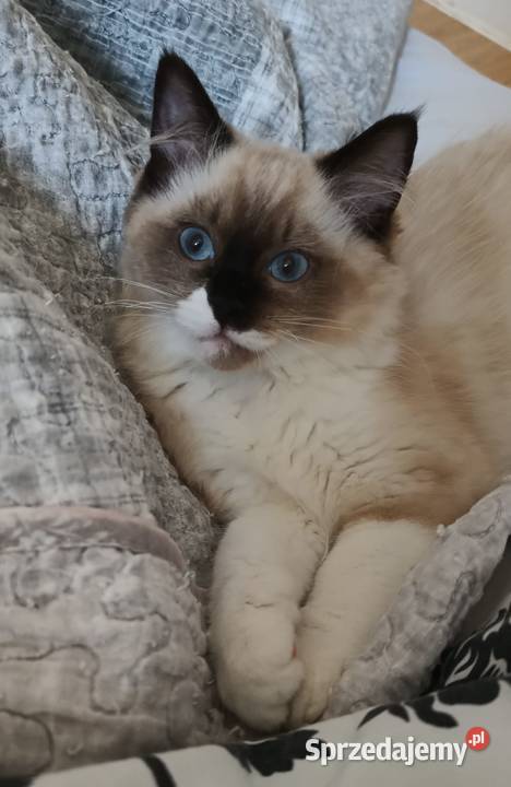 Mamy dostępne koty Moje Laleczki Ragdoll Skubianka