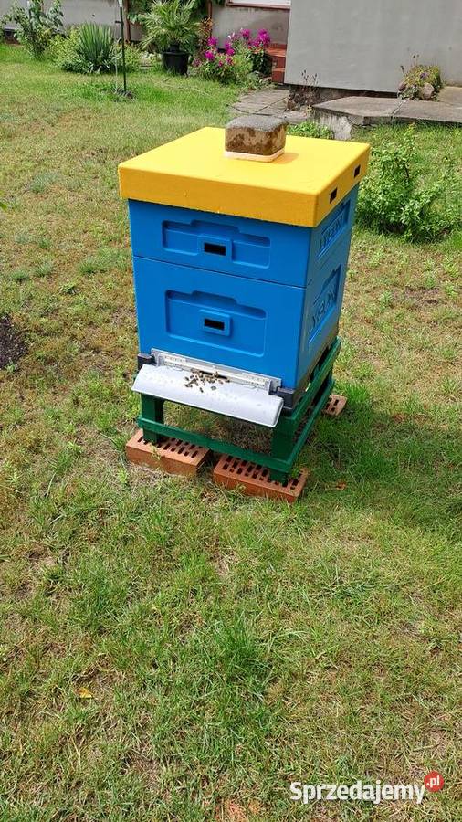 Sprzedam 3 rodziny pszczele z ulami Pszczelarstwo Toruń