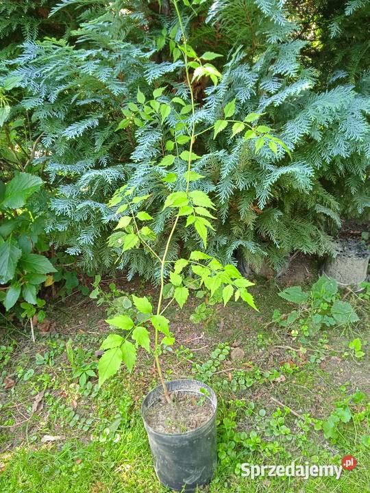 Do sprzedania Trzmielina podkarpackie Dębica