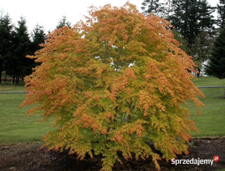 KLON PALMOWY KATSURA sadzonki w doniczkach Ustronie