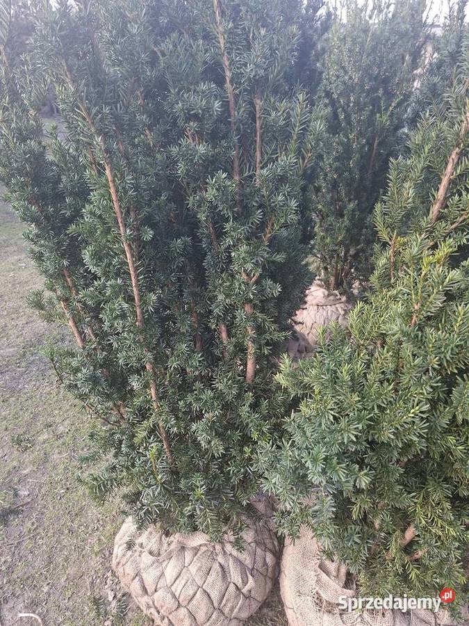 Piękne Cisy Gotowy Żywopłot Mszczonów sprzedam