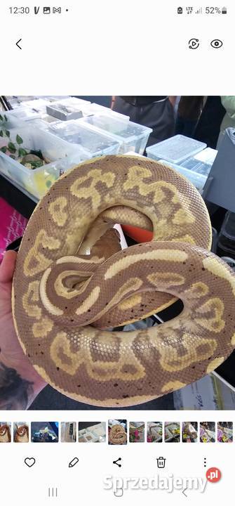 Black pastel banana samiec pyton królewski zachodniopomorskie Koszalin