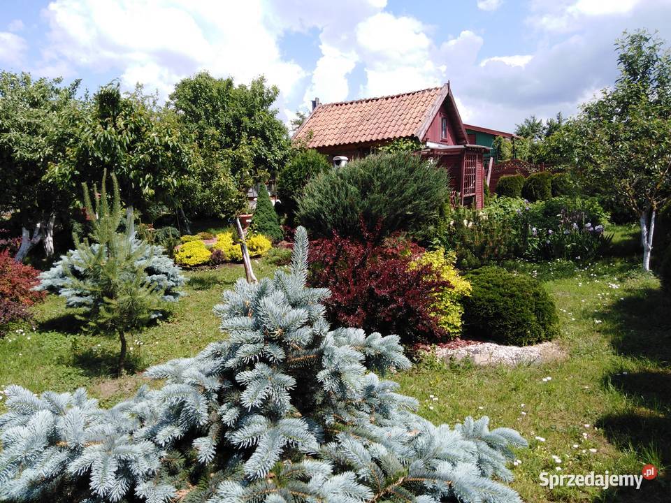 SPRZEDAM DZIAŁKĘ OGRODOWĄ ROD OLECKO