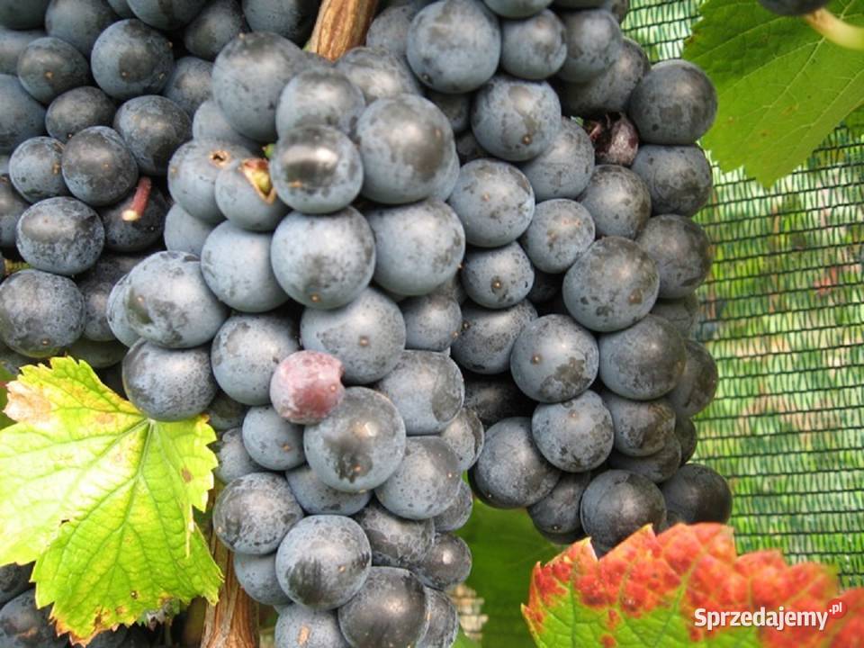 Dorosła sadzonka RONDO na wino i soki Winorośl Łazy Brzyńskie