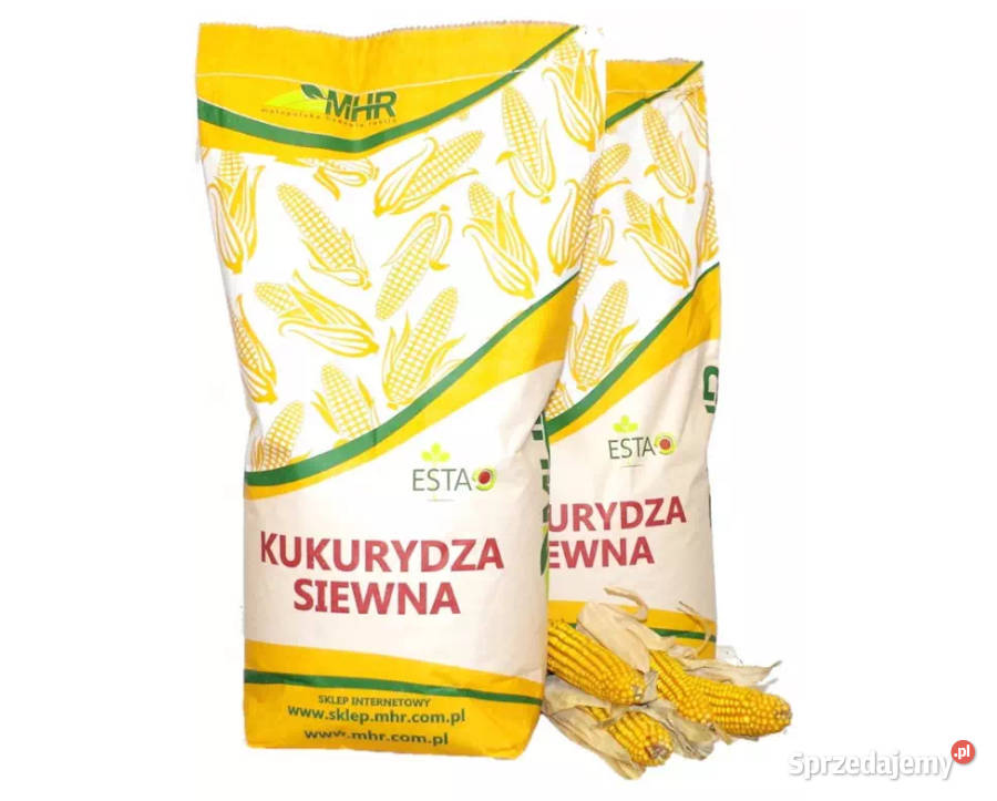 Materiał siewny kukurydza MHR Kosmo FAO 230 Radomsko