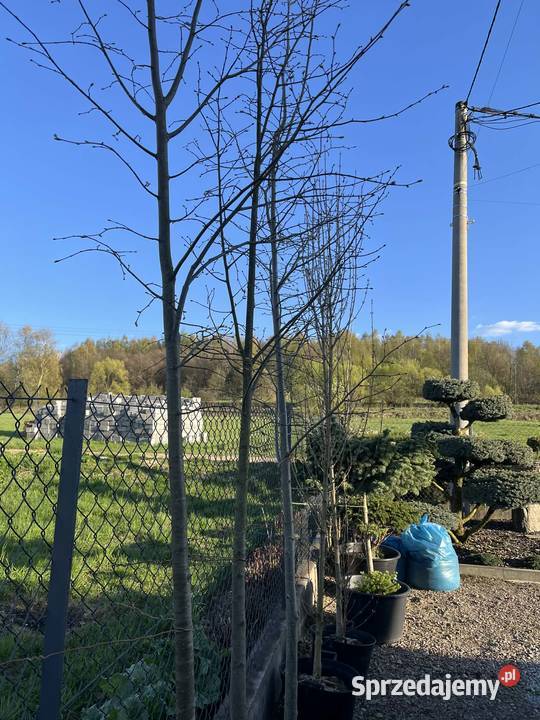 klon palmowy 300 małopolskie