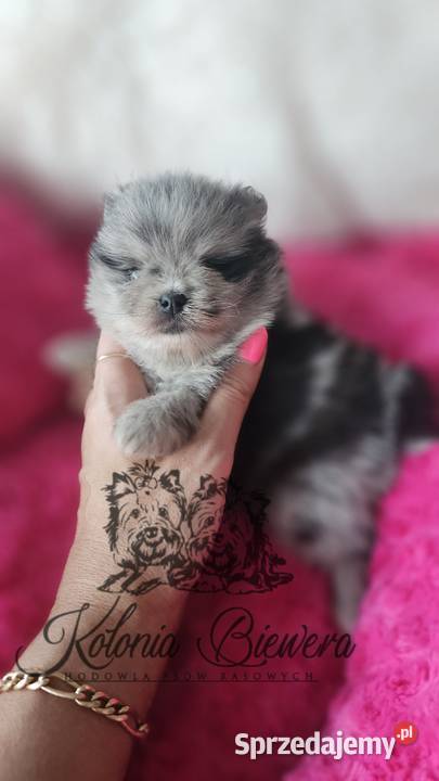 Szpic MiniaturowyPomeranian sunia Blue Merle Szpic miniaturowy Sędziejowice