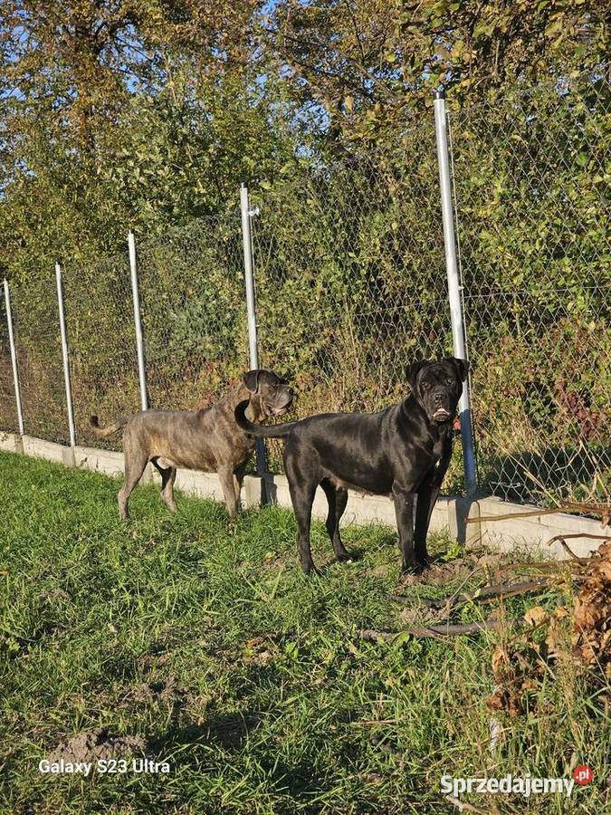 Szczenięta Cane Corso łódzkie Łubno