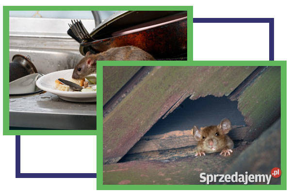 Dezynfekcja dezynsekcja deratyzacja ozonowanie Gliwice