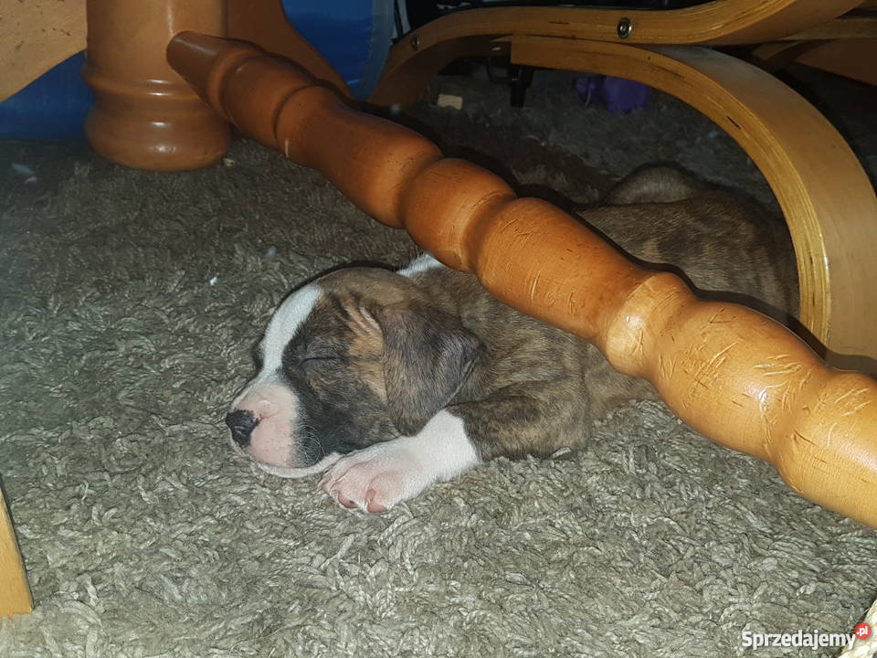 Szczeniaczki Amstaff 6 tygodni sprzedam