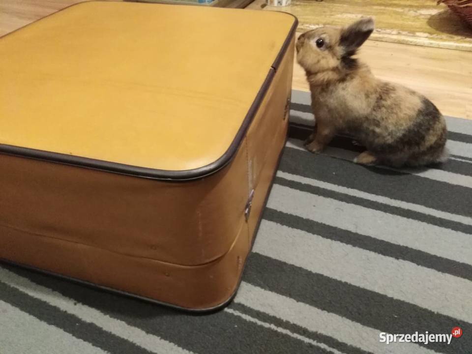 Akordeon Delicia Carmen XII super stan Maków Maków Mazowiecki