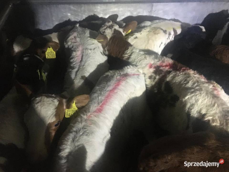 Sprzedam byczki mięsne Bytów