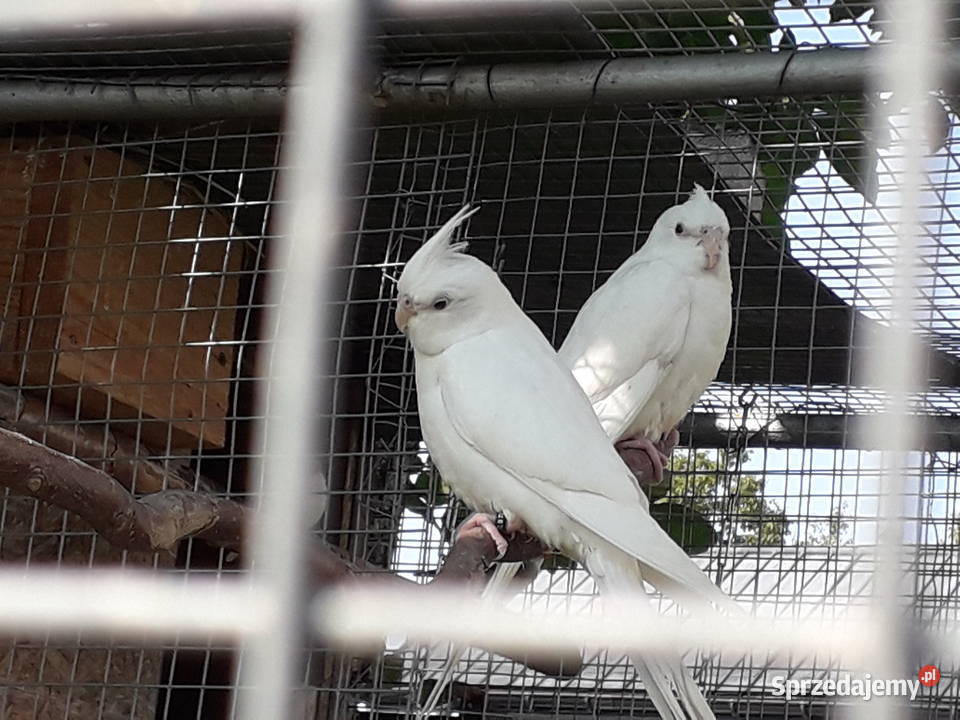 Nimfy i faliste Łopoń