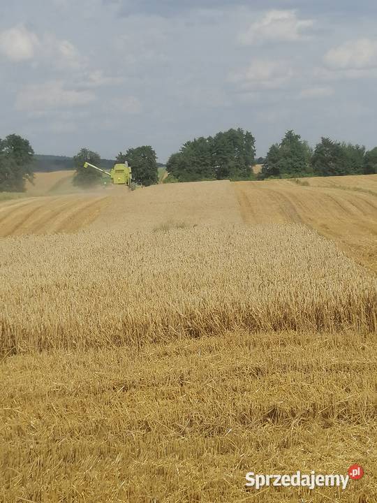 Claas Mercator Senator nieuszkodzony