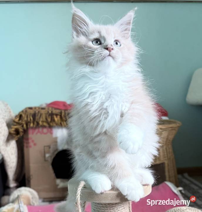Maine Coon kocięta imporcie Linia Shaded Wińsko