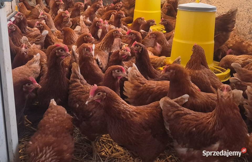 Kury nioski leghorn Lohman dolnośląskie Jelenia Góra