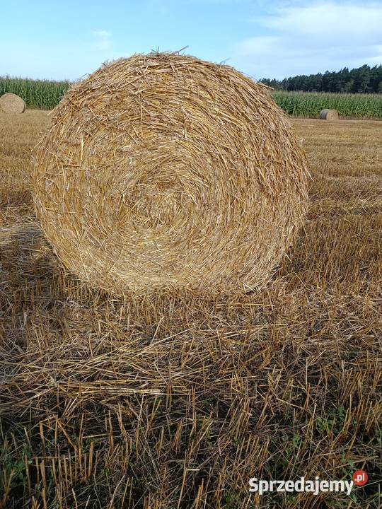 Bele słomy 130 Mońki sprzedam
