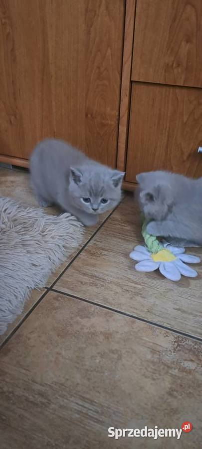 Kocięta brytyjskie liliowe z rodowodem Brytyjski Wrocław sprzedam