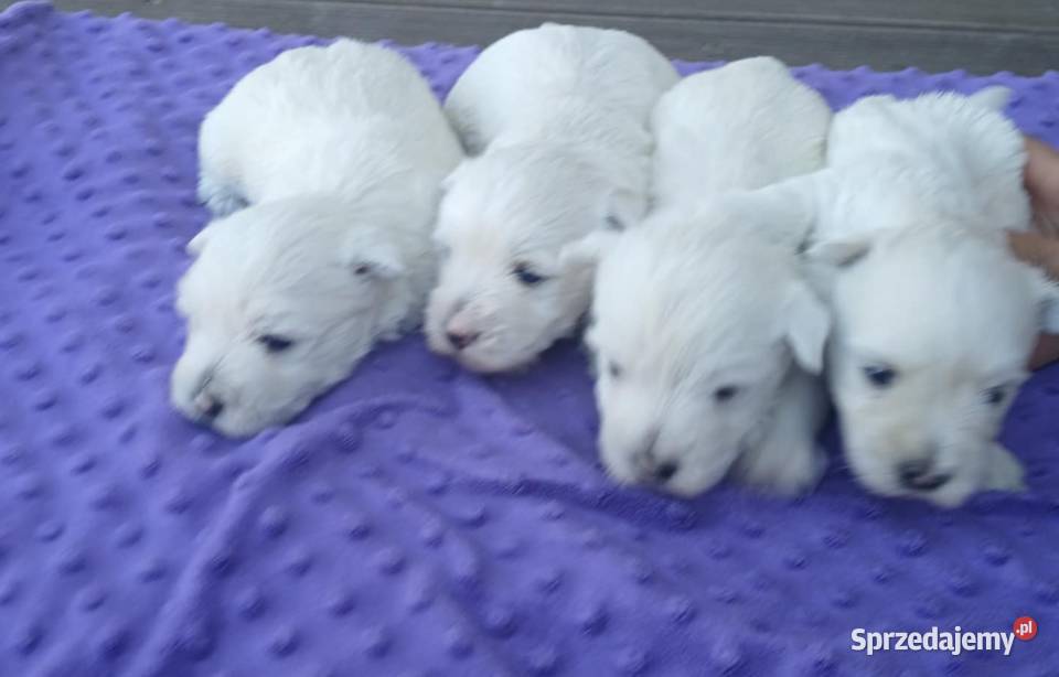 west highland white terrier szczeniak