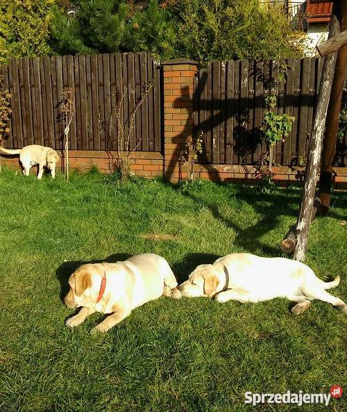 Młode 6cio miesięczne psy Labrador z rodowodem Psy warmińsko-mazurskie Gołdap