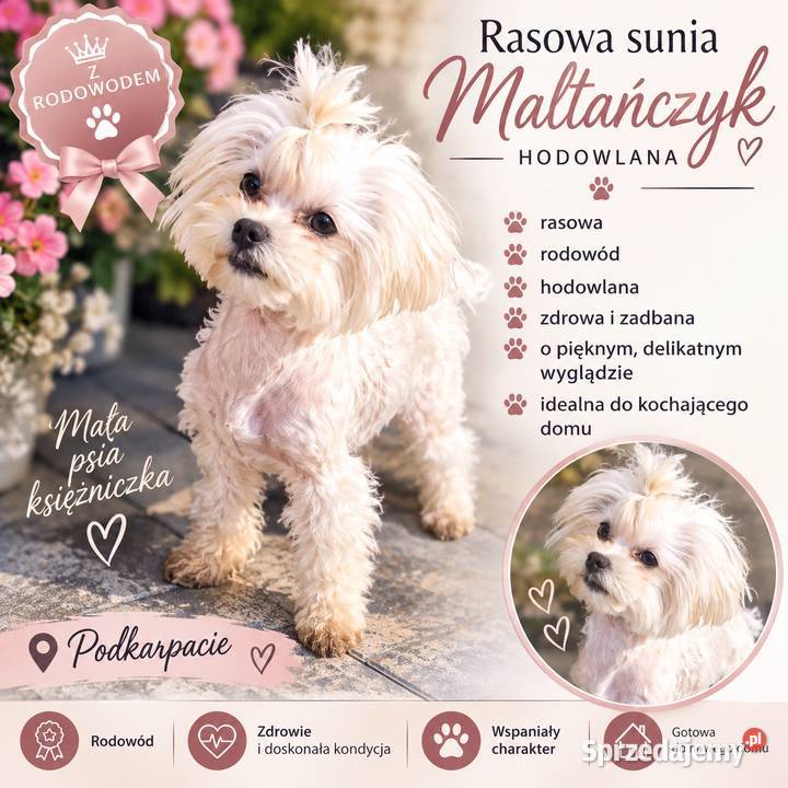 Sunia maltanczyk z rodowodem podkarpackie Jasło
