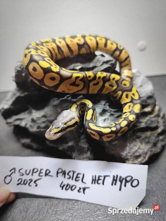 Pytony Królewskie tegoroczne maluchy Pruszków