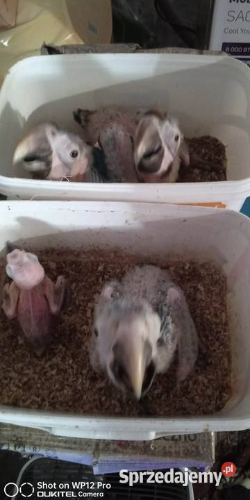 Ara harlekin harlequin ręcznie karmione Wodzisław Śląski